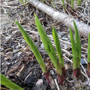 image description: green hosta shoots emerge from the ground