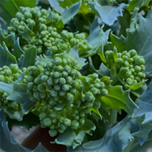 id: small green flowers against green leaves. looks like broccoli but it's actually sea kale.