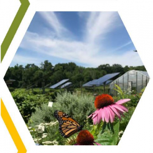 image description: echinacea flowers in a solar field under a blue sky