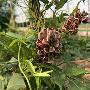 image description: a maroon and purple frilly, showy flower with large green leaves inside a greenhouse.