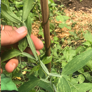 image description: a hand holds the stem of a plant with several narrow leaves