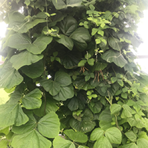 image description: close up a broad-leafed green vining plant climbing up a pole or trellis