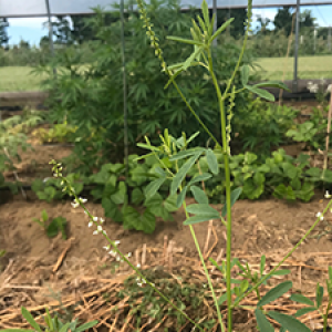 image description: green plants with round leaves growing in a mulched field