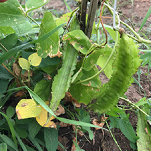 image description: a vining plant with beans with frilly edges climbing a pole
