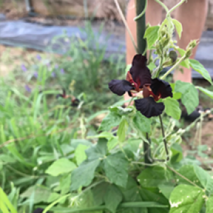 image description: a vining plant with deep black-red flowers climbing a narrow stake