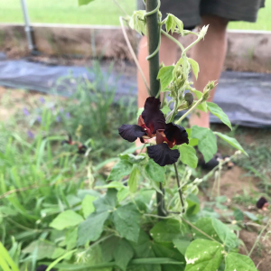 image description: a deep maroon flower on a green plant in the field.  This is a cowpea.