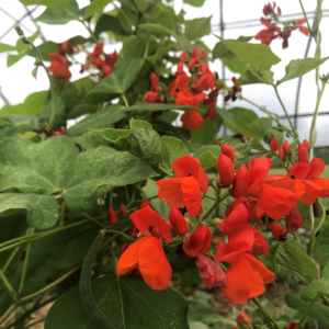 image description: a vibrant plant with many bright red flowers is typical of the scarlet runner vine