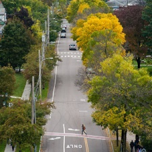 A tree-lined street with a person crossing a crosswalk in the foreground