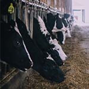 Cows lined up eating hay in a barn.