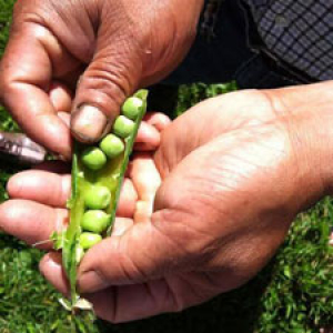 Person holding a pod full of peas.