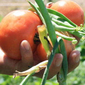 Onions and tomatoes in a garden.