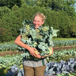 UVM Catamount Farm Broccoli Harvest