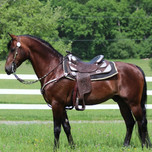 Stallions & Breeding | UVM Morgan Horse Farm | The University of Vermont