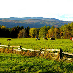 Mountains over a farm of cows