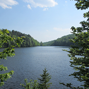 Lake surrounded by green forest