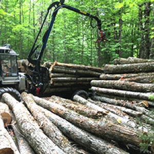 Logger piling up hardwood logs in forest