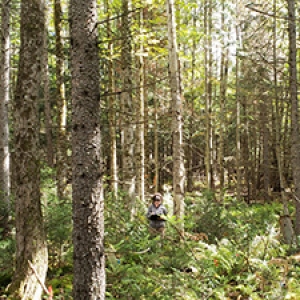 Mixed hardwood and conifer stand