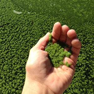 Hand holding blue green algae