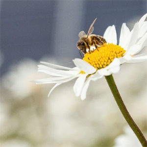 Bee in daisy