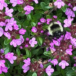 Bee in purple flowers