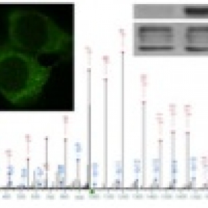 Sample lab report