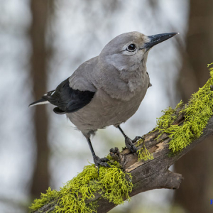 a Clark's nutcracker perched on a branch