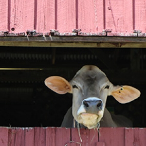Cow