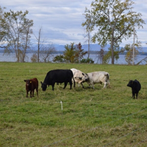 cows on green pasture