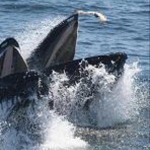 Humpback whale breaching 