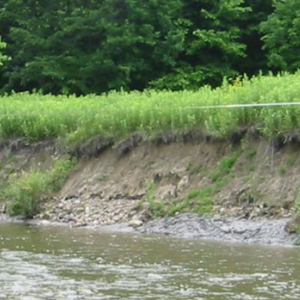 Eroding river bank