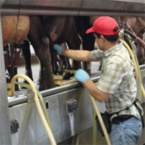 Farm worker at milking machine
