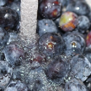 washing blueberries