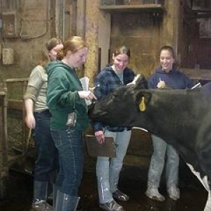 Students in coveralls working with a cow 
