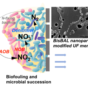 Biofouling and Microbial Succession