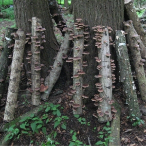 Log-grown shiitakes are just one example of a possible agroforestry crop.