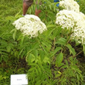 white elderflowers