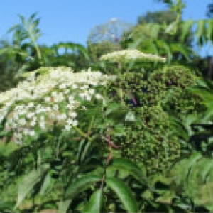 Elderberry flowers and green berries