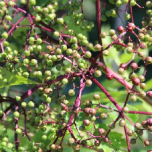 Are elderberries right for your farm? Are elderberries right for your farm?