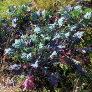 Kale Growing on a Diversified Vermont Farm