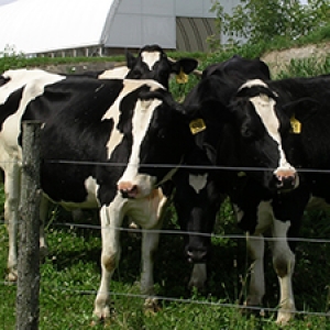 dairy cows out to pasture in front of their bedded pack barn