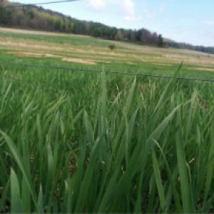 Pasture Greening Up in May