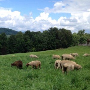 Grazing Sheep