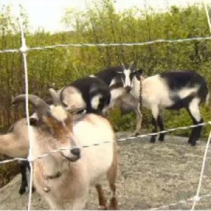 Goats Browsing to Clear Buckthorn on Putney Mountain