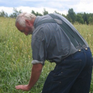 image description: a man with white hair in a blue shirt and pants, leaning forward and gesturing with his left hand in a field of tall plants.  This is Vermont agriculture pioneer Jack Lazor in one of his fields.
