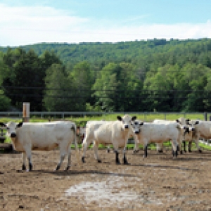 Woodchip Pad on Mad River Valley Vermont Farm