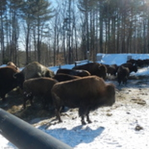 NH Buffalo on Woodchip Pad in Winter