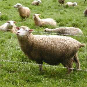 Grazing Sheep