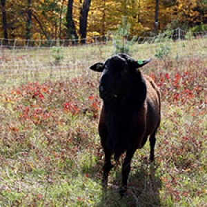 Sheep in Fall Pasture
