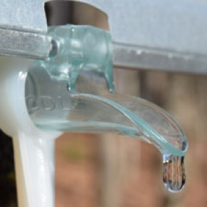Maple Sap from Tap