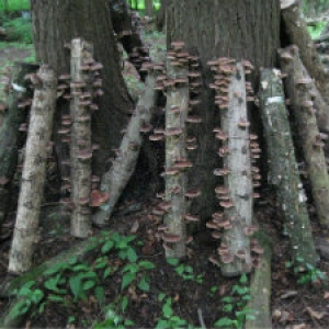 Fruiting Shiitake Logs